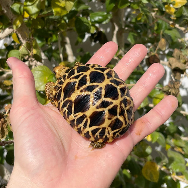 Burmese Star Tortoise Well Started #0B