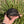 Load image into Gallery viewer, Aldabra Tortoise