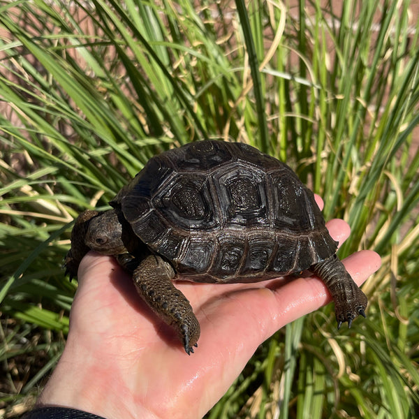 Aldabra Tortoise