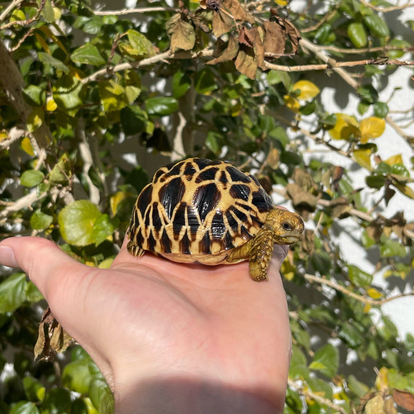 Burmese Star Tortoise Well Started #0B