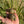 Load image into Gallery viewer, Leopard Tortoise (Pardalis Babcocki)