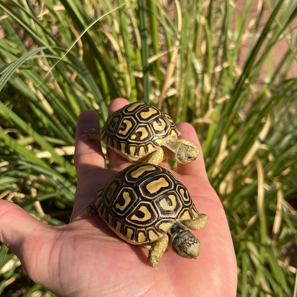 Leopard Tortoise (Pardalis Babcocki)