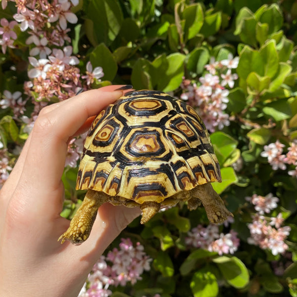 Leopard Tortoise (Pardalis Babcocki)  #L7