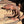 Load image into Gallery viewer, Adult Red Male 50% het Albino Tegu #1