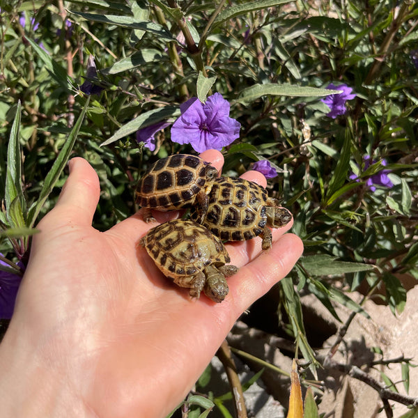 Russian Tortoise (PREORDER)