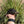 Load image into Gallery viewer, Aldabra Tortoise
