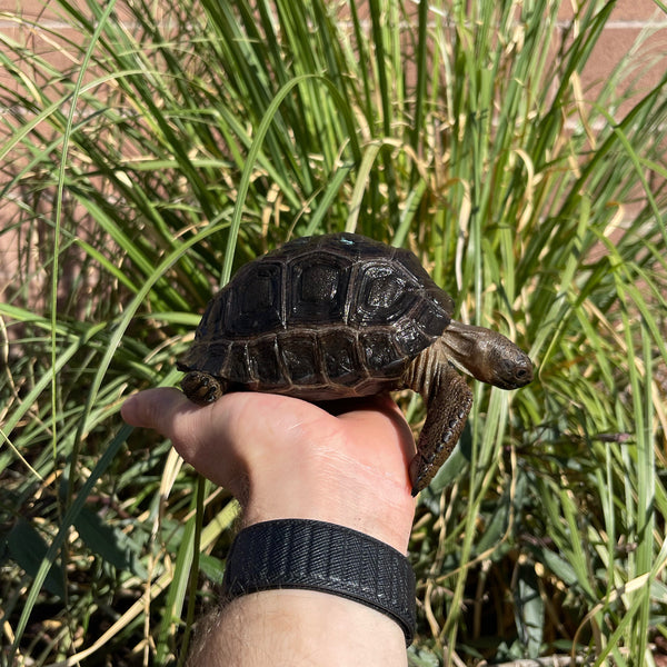 Aldabra Tortoise