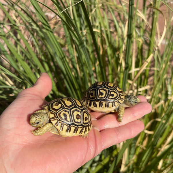 Leopard Tortoise (Pardalis Babcocki)