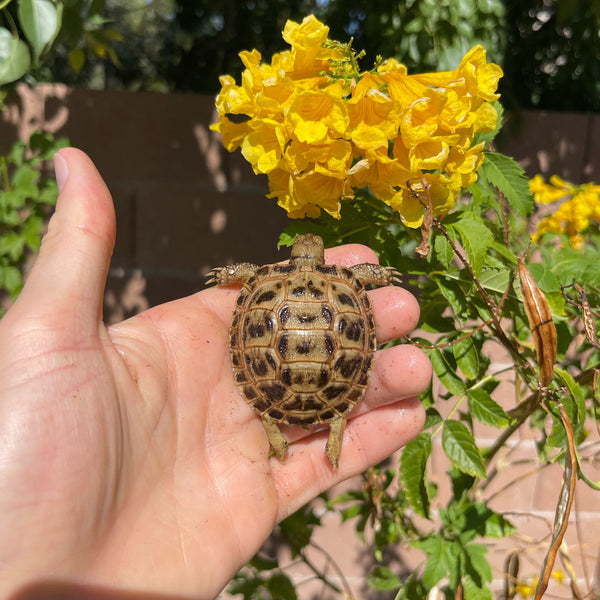 Russian Tortoise (PREORDER)