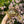 Load image into Gallery viewer, Leopard Tortoise (Pardalis Babcocki) #L5