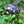Load image into Gallery viewer, Grazing Grassland Seed Mix