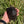 Load image into Gallery viewer, Aldabra Tortoise