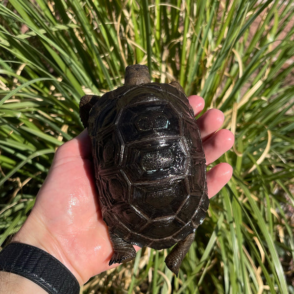 Aldabra Tortoise