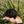 Load image into Gallery viewer, Aldabra Tortoise