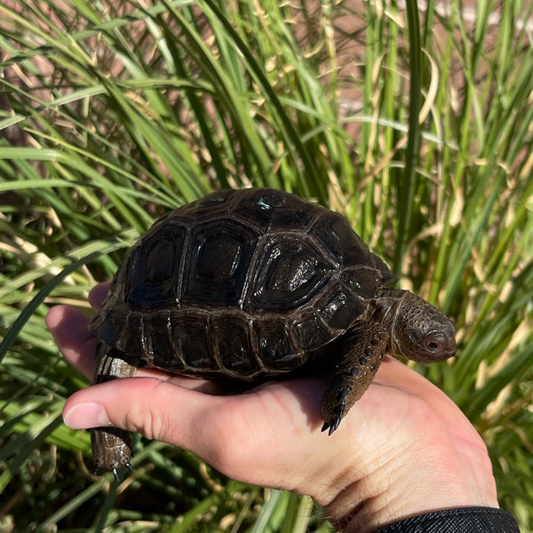 Aldabra Tortoise