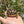Load image into Gallery viewer, Leopard Tortoise (Pardalis Babcocki) Well Started #2L
