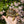 Load image into Gallery viewer, Leopard Tortoise (Pardalis Babcocki) #L5