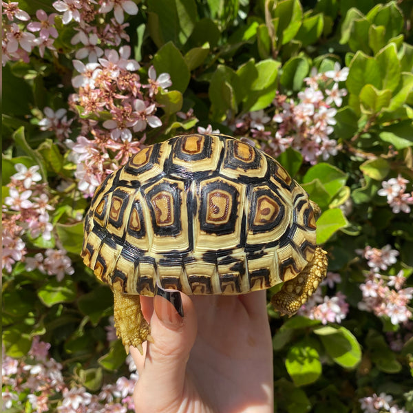 Leopard Tortoise (Pardalis Babcocki)  #L7