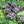 Load image into Gallery viewer, Grazing Grassland Seed Mix