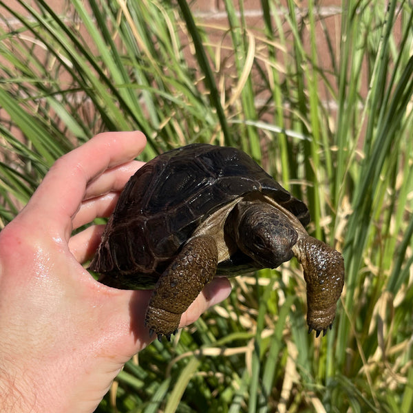 Aldabra Tortoise