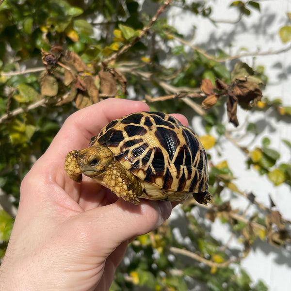 Burmese Star Tortoise Well Started #0B