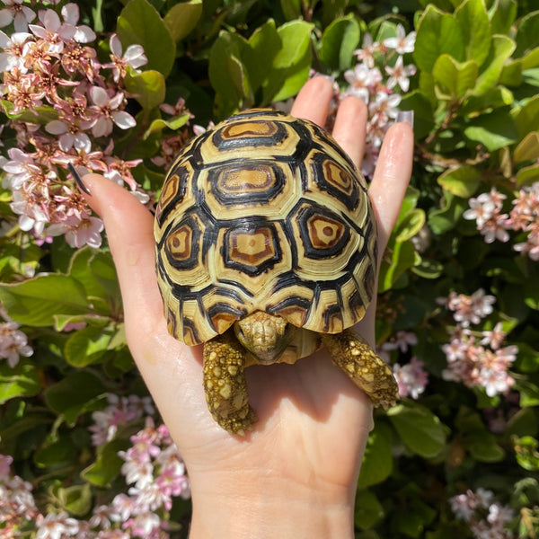 Leopard Tortoise (Pardalis Babcocki)  #L7