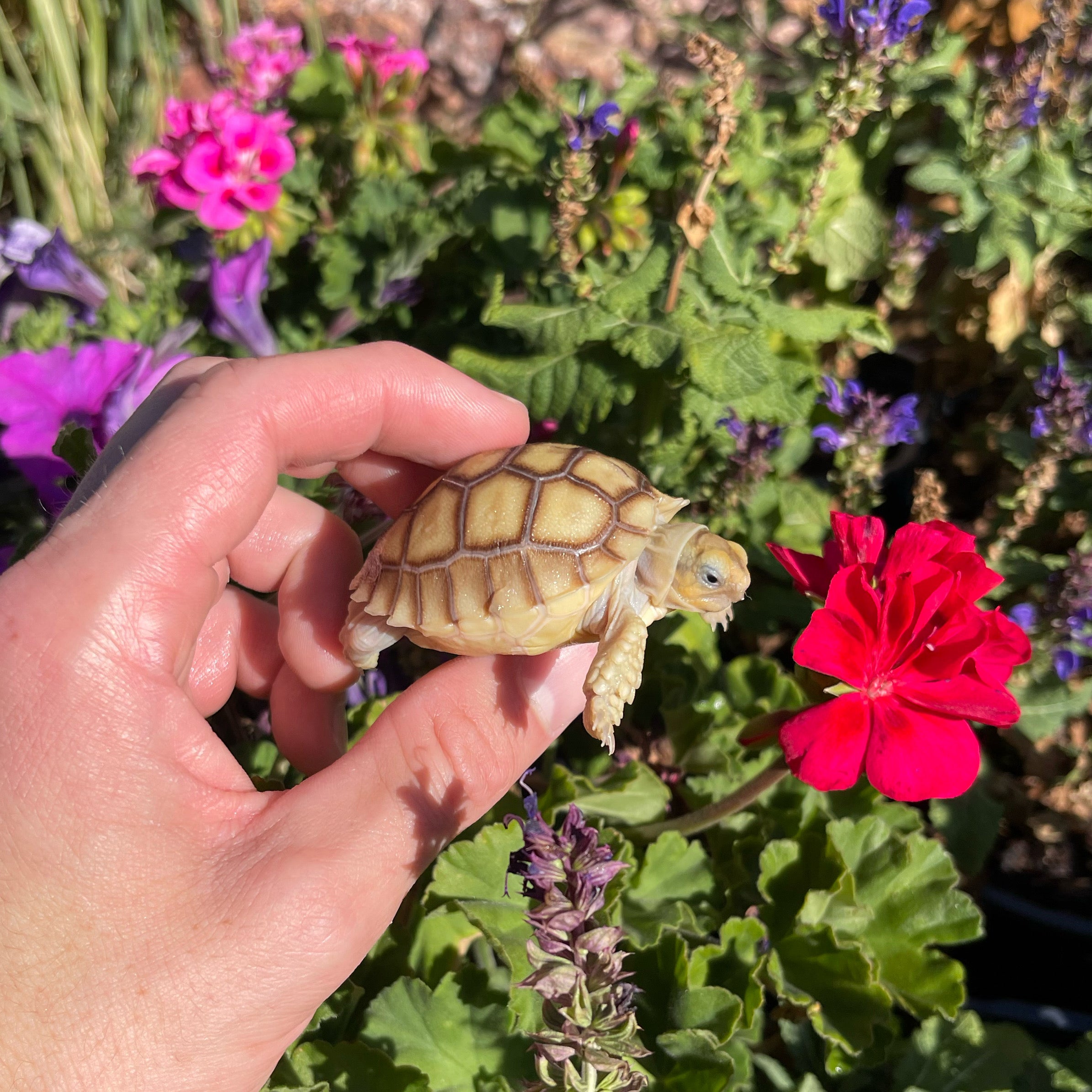 Sulcata Tortoise – David's Jungle - Main Image