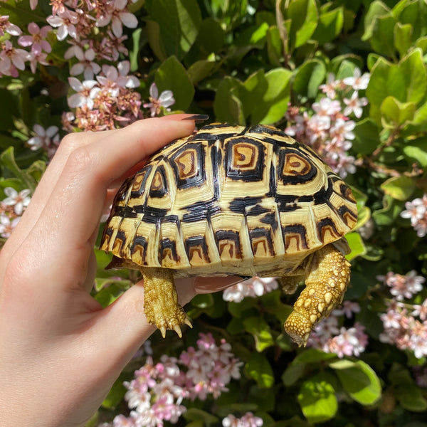 Leopard Tortoise (Pardalis Babcocki)  #L7