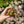 Load image into Gallery viewer, Leopard Tortoise (Pardalis Babcocki) #L5