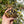 Load image into Gallery viewer, Burmese Star Tortoise Well Started #0B