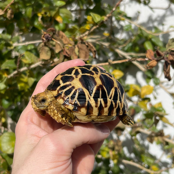 Burmese Star Tortoise Well Started #0B