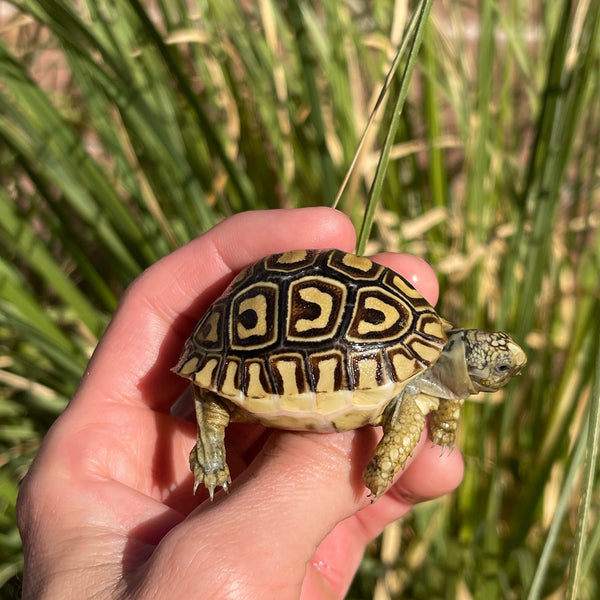 Leopard Tortoise (Pardalis Babcocki)
