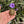 Load image into Gallery viewer, Russian Tortoise (PREORDER)