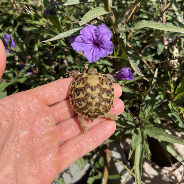 Russian Tortoise (PREORDER)