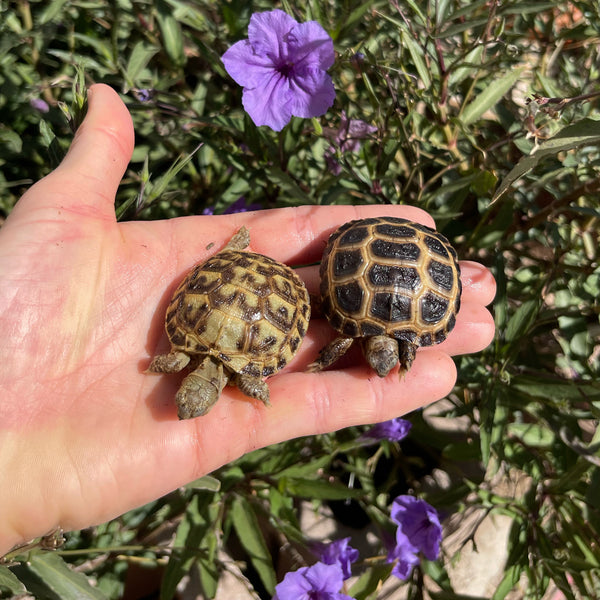 Russian Tortoise (PREORDER)
