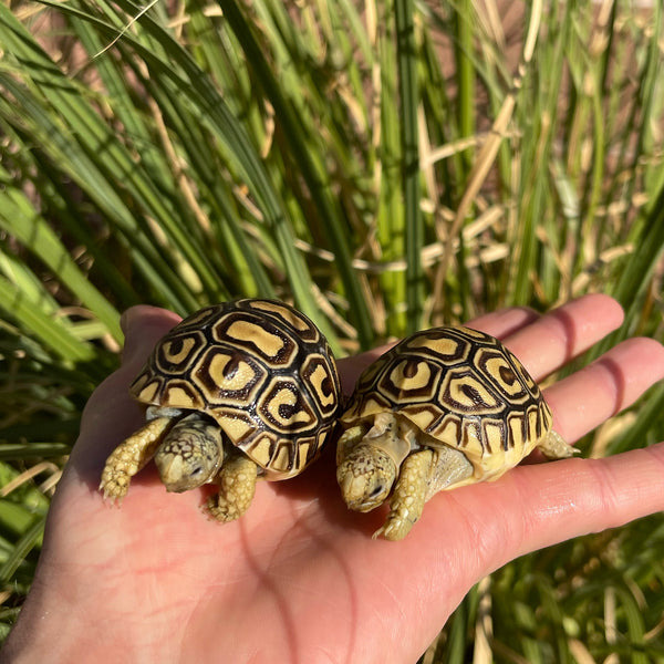 Leopard Tortoise (Pardalis Babcocki)