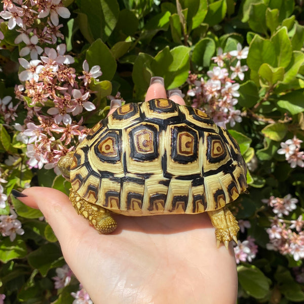 Leopard Tortoise (Pardalis Babcocki)  #L7