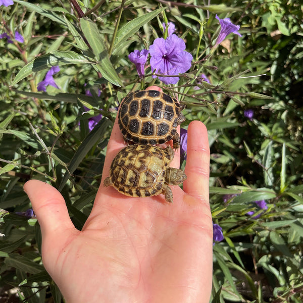 Russian Tortoise (PREORDER)