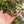 Load image into Gallery viewer, Burmese Star Tortoise Well Started #0B