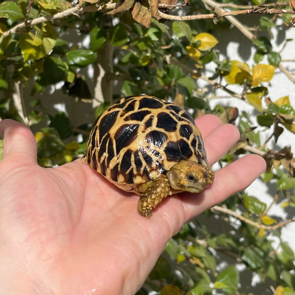 Burmese Star Tortoise Well Started #0B