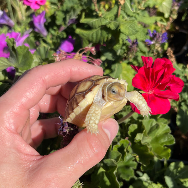 Sulcata Tortoise