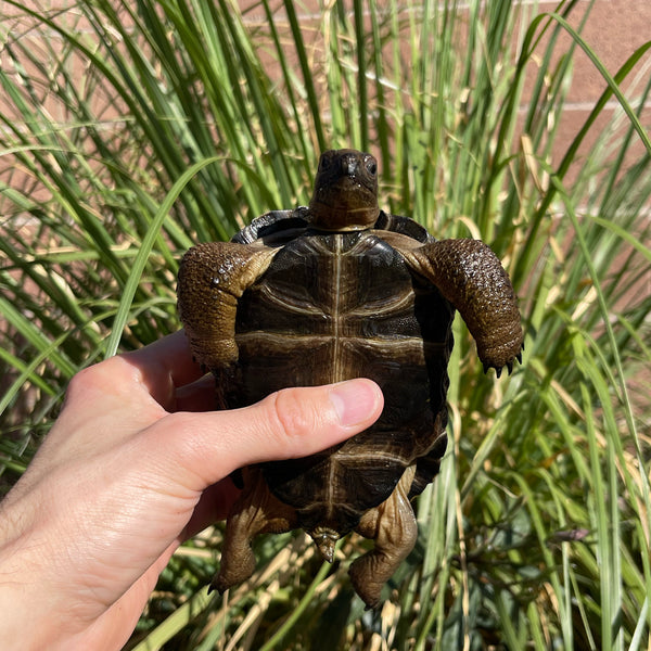 Aldabra Tortoise