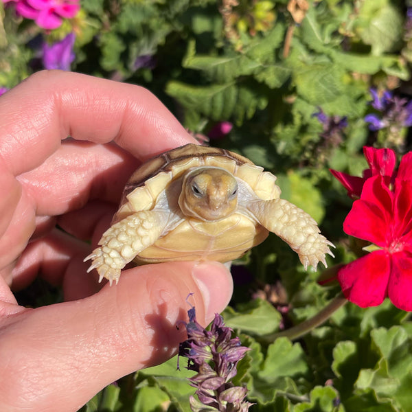 Sulcata Tortoise