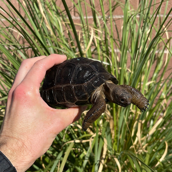 Aldabra Tortoise