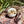 Load image into Gallery viewer, Sulcata Tortoise