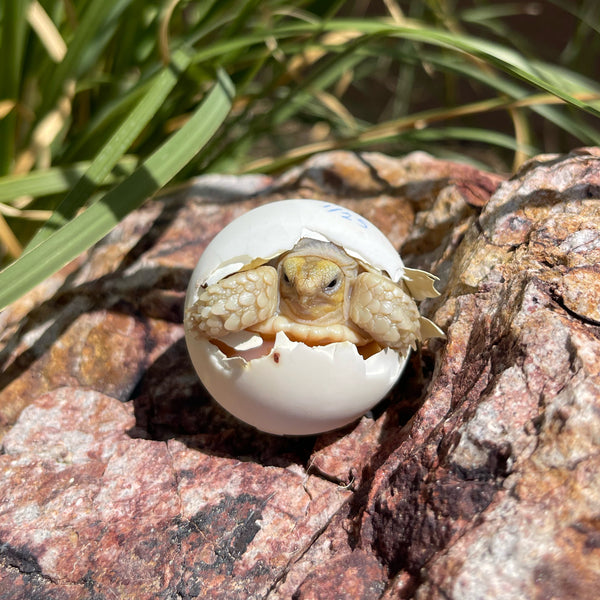 Sulcata Tortoise