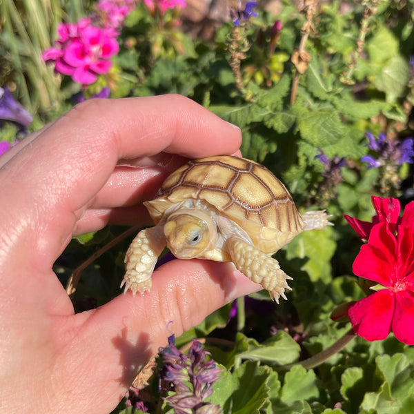 Sulcata Tortoise