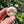Load image into Gallery viewer, Sulcata Tortoise