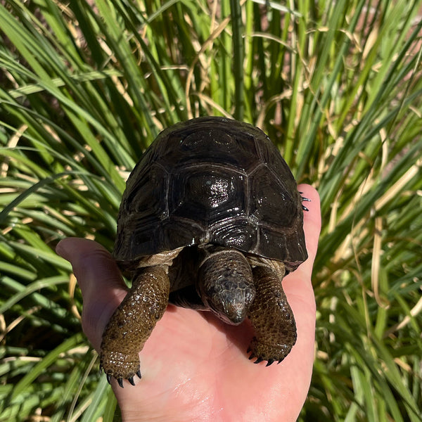 Aldabra Tortoise
