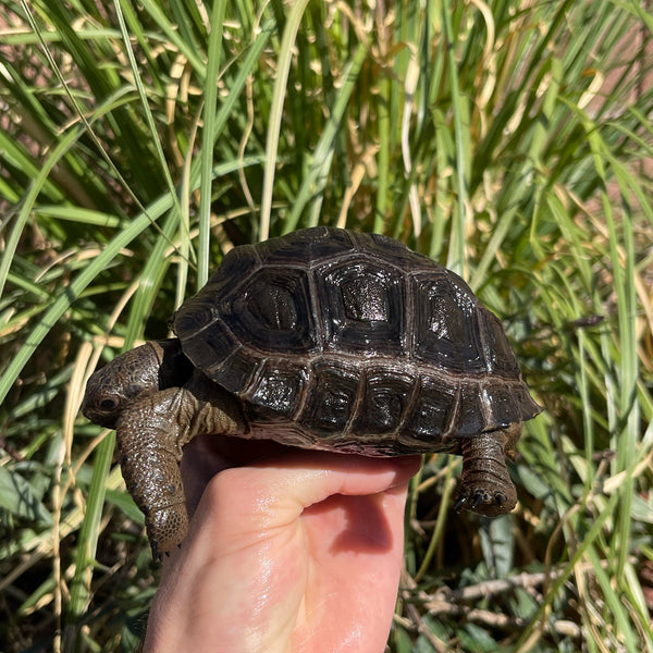 Aldabra Tortoise
